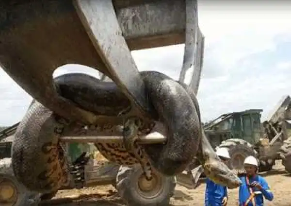 Construction workers discover 10m anaconda on a building site (photos)